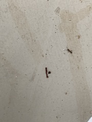 Tetramorium immigrans