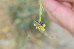 Bagrada hilaris