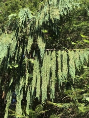 Thuja