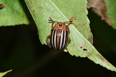 Leptinotarsa juncta