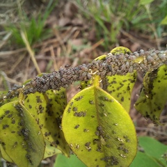 Brevicoryne brassicae