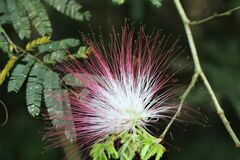 Calliandra parvifolia