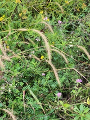 Elymus canadensis
