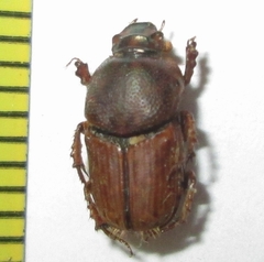 Euoniticellus intermedius