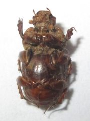 Euoniticellus intermedius
