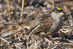 Zonotrichia atricapilla