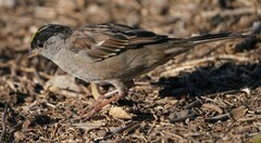 Zonotrichia atricapilla