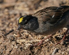 Zonotrichia atricapilla