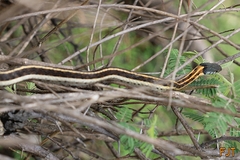 Thamnophis cyrtopsis collaris