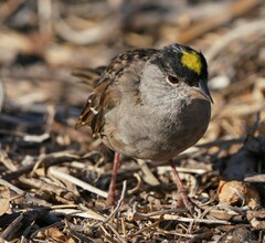 Zonotrichia atricapilla