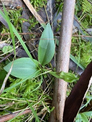 Chiloglottis valida