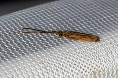 Tenomerga cinerea
