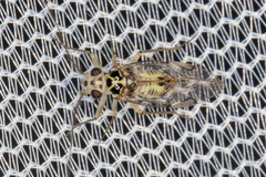 Psocidae