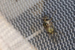 Psocidae