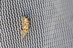Psocidae