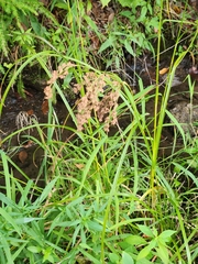 Anthephora pubescens