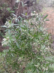 Leucopogon fasciculatus