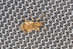 Pseudoedophrys hilleri