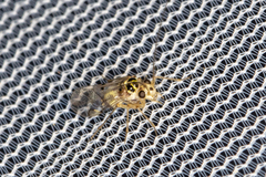 Psocidae