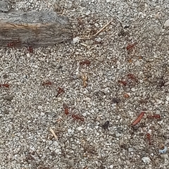 Pogonomyrmex californicus