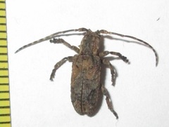 Hecyromorpha plagicollis