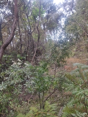 Leucopogon fasciculatus