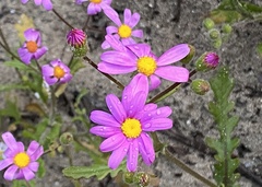 Senecio arenarius