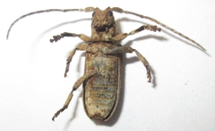 Hecyromorpha plagicollis
