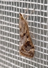 Loxostege allectalis