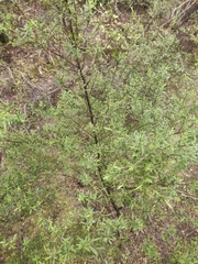 Leucopogon fasciculatus