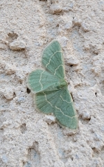 Chlorochlamys appellaria