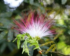 Calliandra parvifolia