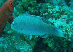 Oxycheilinus digramma