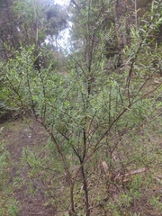 Leucopogon fasciculatus