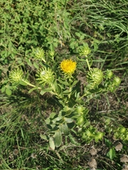 Grindelia nuda