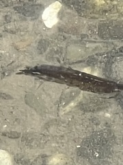 Eumalacostraca