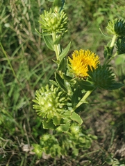 Grindelia nuda