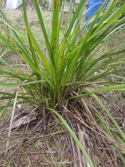 Dianella nigra