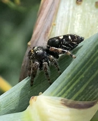 Phidippus audax