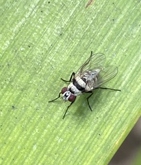Anthomyia pluvialis