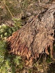 Herpotrichia juniperi