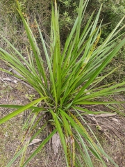 Dianella nigra
