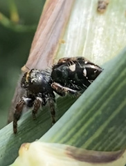 Phidippus audax