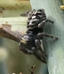 Phidippus audax