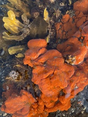 Botrylloides violaceus