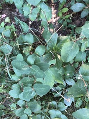 Symphoricarpos occidentalis