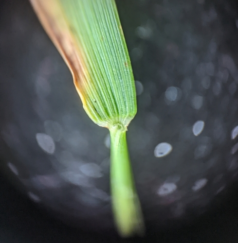 Sacciolepis indica