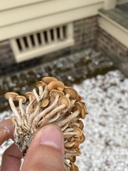 Desarmillaria