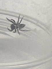 Hasarius adansoni