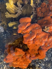 Botrylloides violaceus